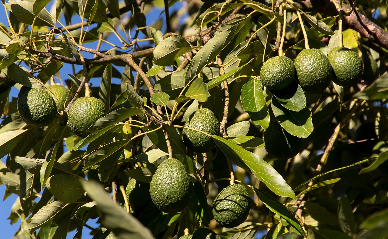 LAC: Innovación agropecuaria para seguir alimentando al mundo LAC: Innovación agropecuaria para seguir alimentando al mundo